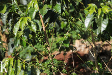 Load image into Gallery viewer, Burundi Kalico: Be The Light