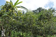 Load image into Gallery viewer, Burundi Kalico: Be The Light